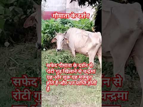 गौमाता के दर्शन #shorts #youtubeshorts #shortsvideo