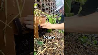 FAILED potato bag experiment. 😭🥔 #urbanfarming #urbanfarm #gardenlife #potatobag #fails