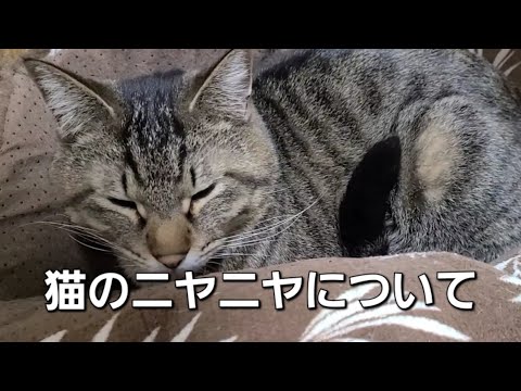 「猫の秘密の笑い声、ニヤニヤについて知っていること」