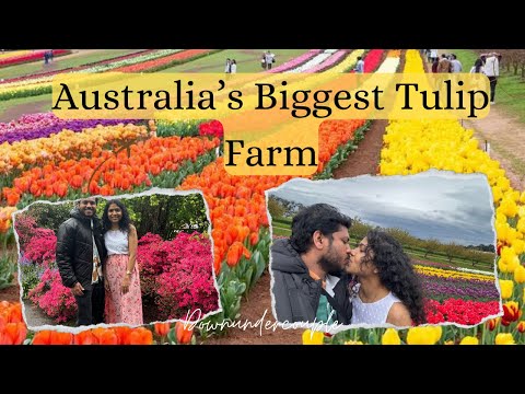 Biggest tulip farm  Australia#melbourne #tulip #flowers #farm #trending #new #vlog #travel #couple