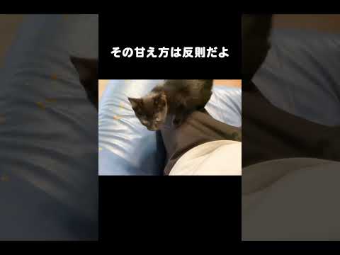 子猫の甘え方 #保護猫 #cat