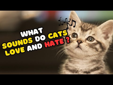 What Sounds Do Cats Love and Hate? Discover Their Preferences!