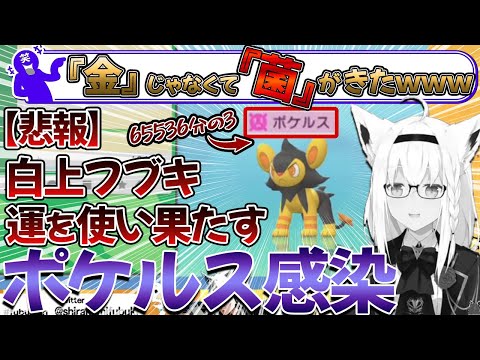 【悲報】白上フブキ、ポケルス感染で運を使い果たす【金コイ耐久/色違い】【ホロライブ切り抜き】