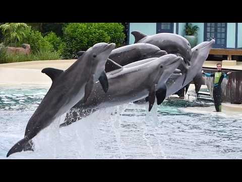 Dolphin Adventures (Full Show) - SeaWorld Orlando - July 11, 2024