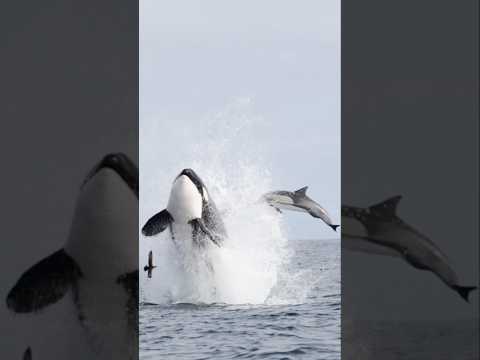 The greatest Orca show in the world is in the WILD! #ocean #killerwhale #orca