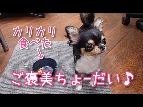 ご褒美トリーツをめぐるチワワと飼い主パパの戯れ♪