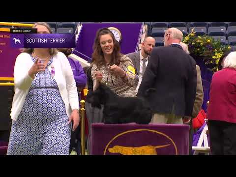 Scottish Terriers | Breed Judging 2024