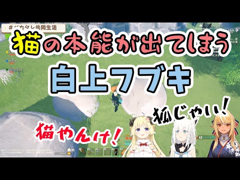 【白上フブキ/角巻わため/不知火フレア】クラフトピアで狐捕獲をする際に猫の本能が出てしまう白上フブキ【ホロライブ切り抜き】