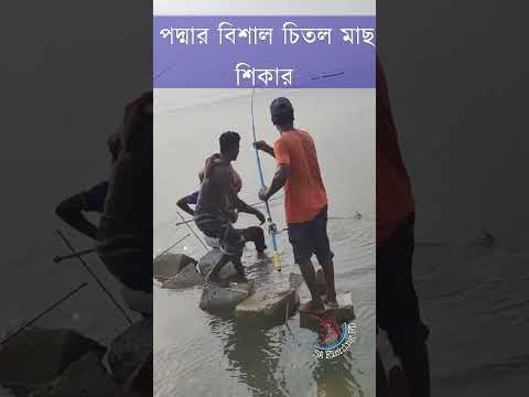 পদ্মানদীর বিশাল চিতল মাছ শিকার | Hook Fishing | Padma river Fishing | Ep:65 | #fishingshorts #shorts