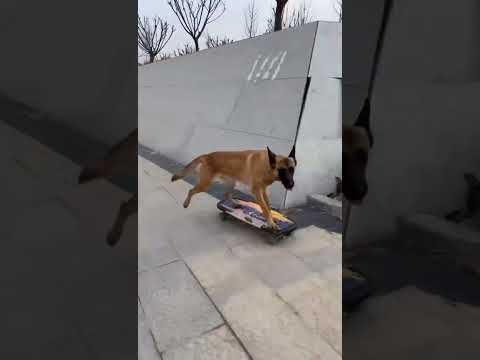 Skateboarding dog #smartdogs #funnyanimals