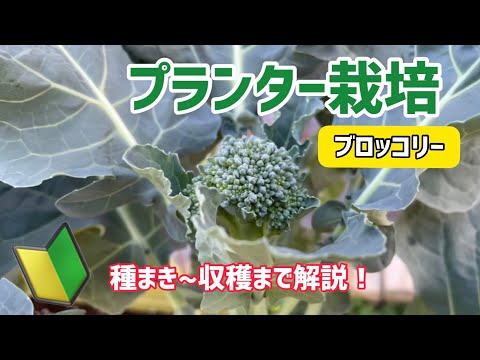 【野菜】ブロッコリーのプランター栽培