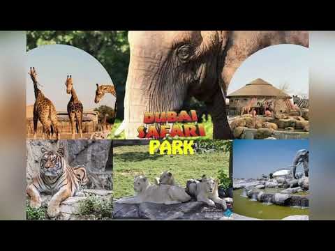 Dubai Safari Park 2020.  #dubaisafaripark #largestzoouae