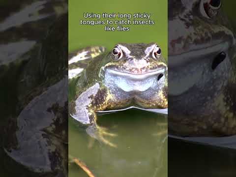 Frog Facts: A Day in the Life of These Amazing Amphibians! - Animal Kingdom #shorts