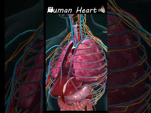 human heart #anatomy of heart #shortsvideo #ytshorts