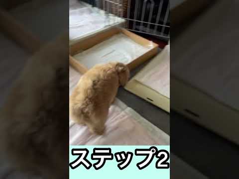 【ノアとすず】#子猫 #サイベリアン #puppy #トイレトレーニング #マルプー