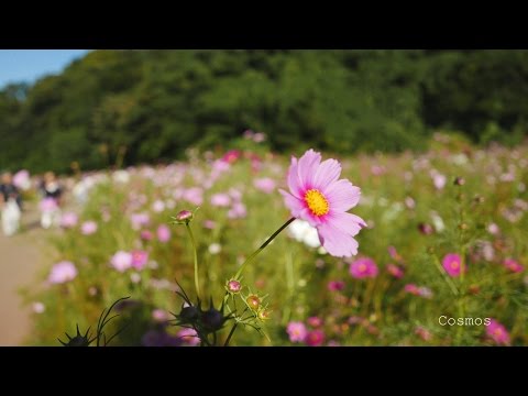 Cosmos Kurihama Flower Park October 12th, 2015