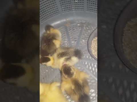 Ducklings #birds#ducks #ducklings