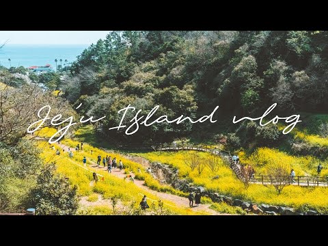 제주도 맛집 상록식당 | 제주도 봄여행 | 엉덩물계곡 유채꽃 | 동백정원 | 제주도 벚꽃 | 제주 맛집 | 제주도 카페 | 제주도민 브이로그