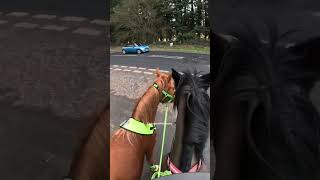 The baby horse met his first motorbike and coach! #horse #horseriding #road #motorcycle #equestrian