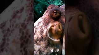 Unbelievable Relaxation with This Octopus - #underwatersounds #watersoundsforsleeping