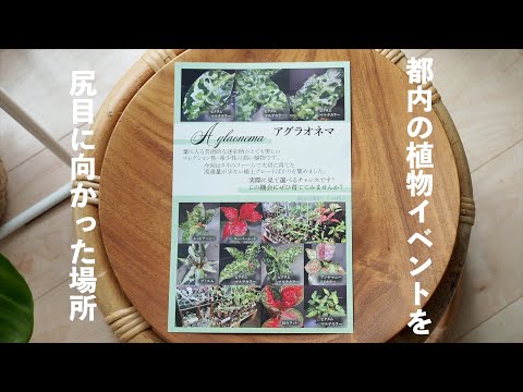 【VLOG】GWの購入品｜ひたすら植え替え｜ゲーム三昧