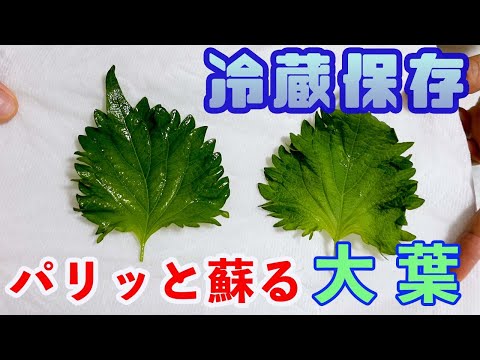 【おすすめ】大葉の冷蔵保存！パリッと蘇られる方法！