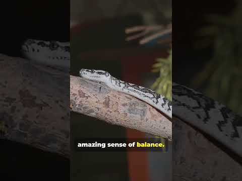 I Watched Snakes CLIMB Trees Without Legs And Found Out Something AMAZING