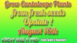 Grow Cantaloupes From Seeds August 16 Update   GrowLikeAPro YouTube