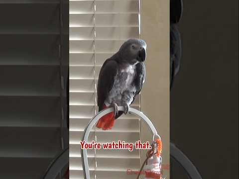 You're watchin' that! You're good parrot! #africangreyparrot #takingparrot #shorts