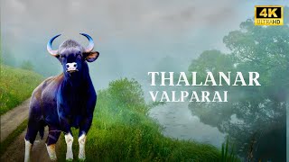 🌧️ Pollachi to Valparai - Chill Road Trip - Misty Roads & Wildlife