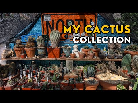 End of summer cactus collection greenhouse tour (copiapoa, ariocarpus, lophophora)