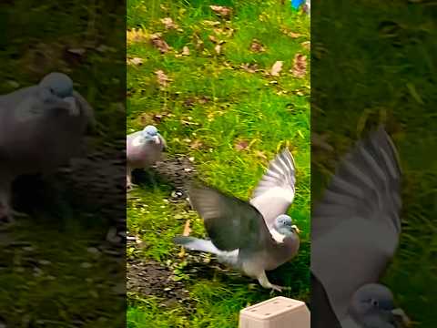 Intense game of bird tag 🏷️ 🕊️🦅#shortsvideo #birds #birdslover #wildlife