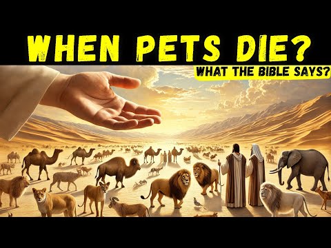 What happens when pets die? What the Bible says? - THIS WILL SHOCK YOU - The Bible Stories