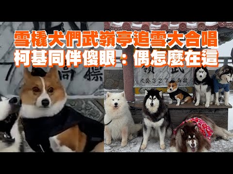 雪橇犬們武嶺亭追雪大合唱　柯基同伴傻眼：偶怎麼在這｜寵物動物｜精選影片