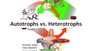 Autotrophs vs Heterotrophs