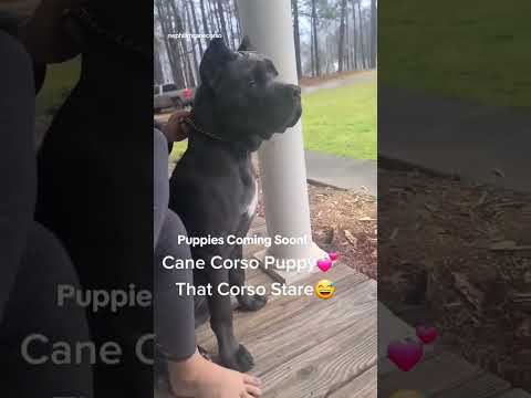 Cane Corso Puppy #canecorso #bluecanecorso