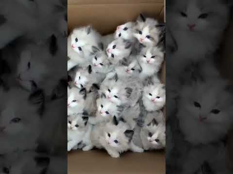 #lotsofcats#catfamily #cutiepie #subscribe #video #viralvideo