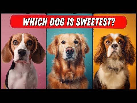 Top 10 Sweetest Dog Breeds in the World (you'll love them)