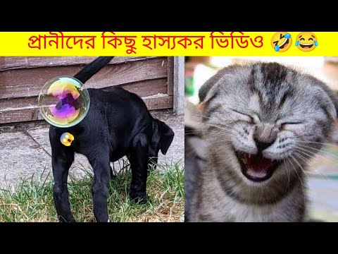 Funny animal videos that will keep you laughing ||animal best funny video| #usmarttiko#animalfunny