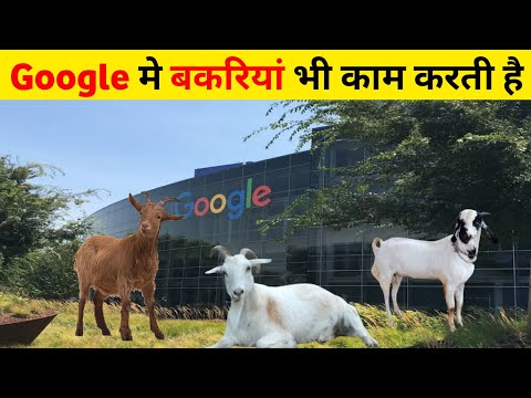 Google में बकरी अभी काम करती है | #Shorts | Unite Fact