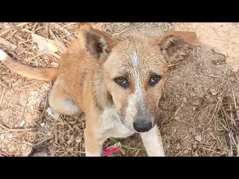 street dogs || village dogs