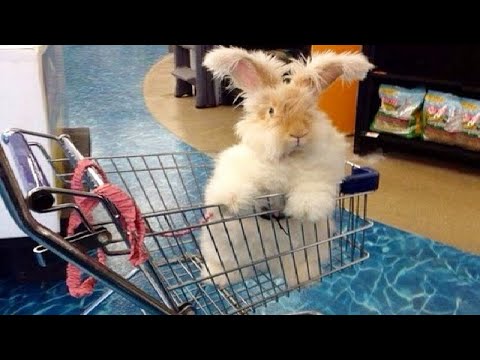 Funny and Cute Baby Bunny Rabbit Videos - Baby Animal Video Compilation #2 (2020)