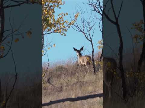 Deer in the Aspens 🦌🍂 #wildlife #deer #outdoors