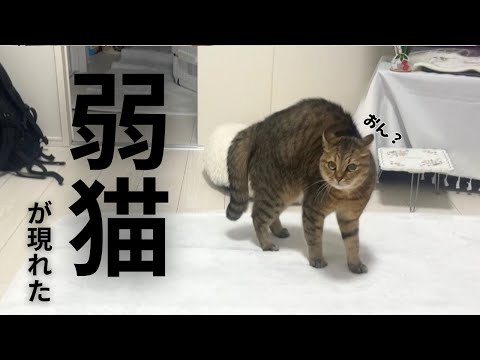 なぜか自信満々で戦闘モードな弱猫が出現して笑った