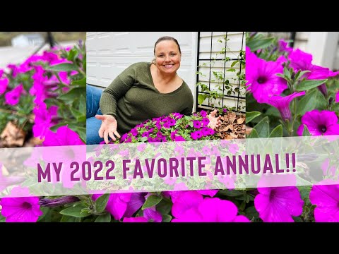 My 2022 FAVORITE Annual From Proven Winners & An ABSOLUTE Must Have In Any Landscape!