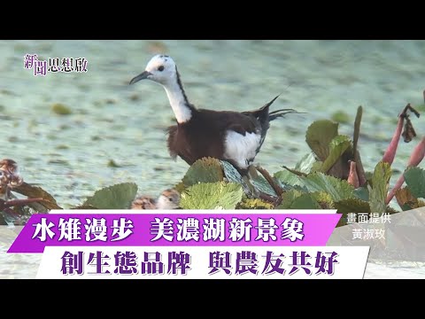 《新聞思想啟》 水雉在台灣第二個家！ 高雄美濃湖復育有成 退休老師成幕後推手凌波仙子水雉漫步田間 與野蓮共好共存 友善農業典範  第144集-Part1