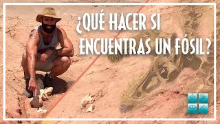 ¿QUÉ HACER SI ENCUENTRAS UN FÓSIL? 🦖 con la SOCIEDAD ESPAÑOLA DE PALEONTOLOGÍA