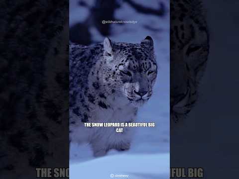 The Big Beautiful Cat | Snow Leopard