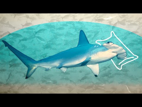 DEMYSTIFIED: Do Sharks Sleep? | Encyclopaedia Britannica