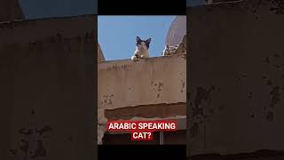 Arabic Speaking Cat 🐈 😁